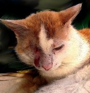 Gustav – der Karibe „Ein Auge mehr oder weniger, was macht das schon.“ https://www.facebook.com/jorg.probstmeier 