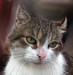 Trudi -  Chiyu-San “Schnurren ist die höchste Form der Diplomatie“