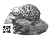 69Kapitel5Schwarzfusskatze